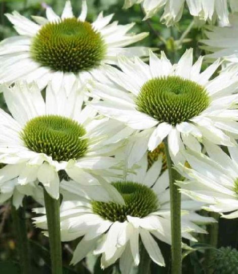 Echinacea 'Virgin'